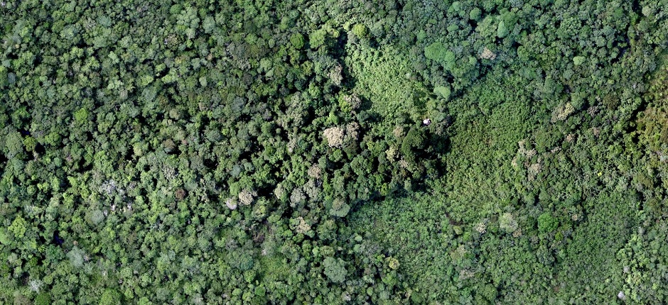 ボルネオ熱帯雨林再生プロジェクト